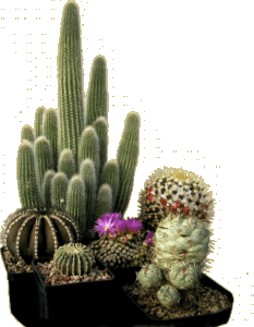 Cactus